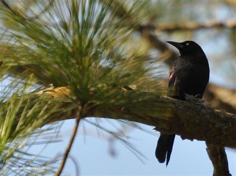 Sc South Carolina Bird Pictures Page Perching Birds