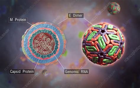 Dengue Virus In 3D Showing Structure Stock Image C043 2914