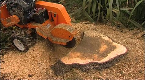 The Importance Of Removing Tree Stumps Trenchpress