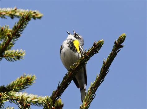 West Virginia Warblers