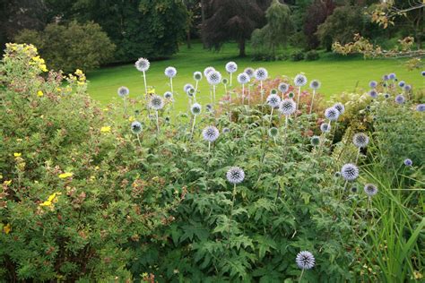 Scotland was laid out in 1879. Spring flowers in the garden of a Large Upmarket Lodge ...