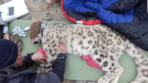 Snow Leopard Shot Dead At Dudley Zoo After Escaping Enclosure Cnn