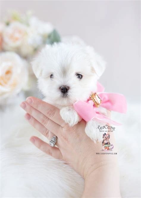 White Maltese Puppy For Sale Teacup Puppies 263 B Maltese Puppies For