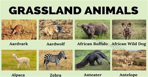 Grassland Animals List Of 75 Animals That Live In Grassland Love English