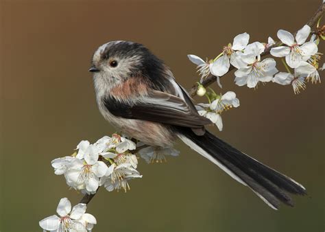 Long Tailed Tit By Albi748 On Deviantart