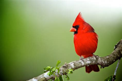 1210 x 1500 jpeg 149 кб. Mindblowing Planet Earth: The Northern Cardinal Bird, is a ...