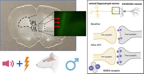 Frontiers Plasticity Of Glun1 At Ventral Hippocampal Synapses In The