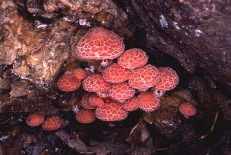 Kansas Mushrooms The New Kaw Valley Mycological Society