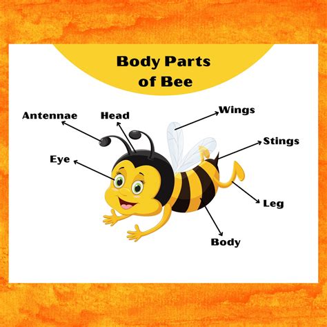 Body Parts Of A Bee