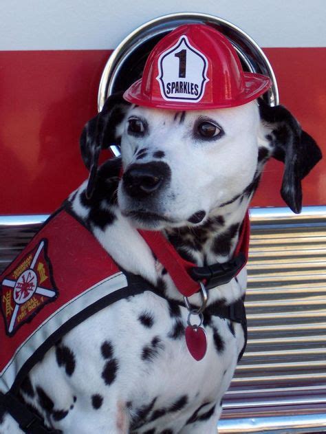 35 Fire House Dogs Ideas Dogs Dalmatian Firefighter