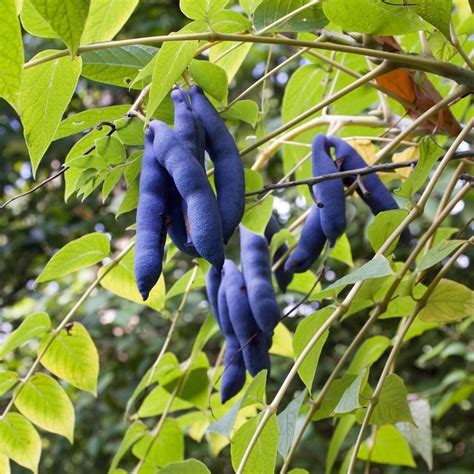 Blue Sausage Seeds Fruit Shrub Decaisnea Fargesii Price €190