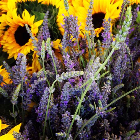 Upgrade if you would like with the drop down menu. #SantaMonica Farmers Market | Farmer, Flowers, Farmers market