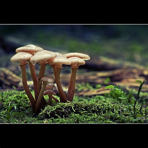 Best Photos 2 Share 8 Beautiful Photos Of Mushrooms
