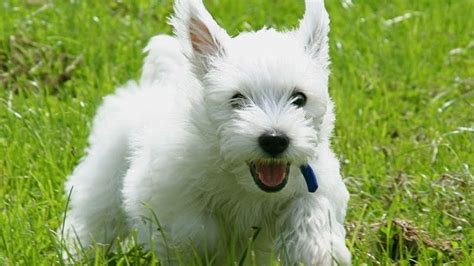30 Small Hypoallergenic Dogs That Dont Shed Barking Royalty Mini