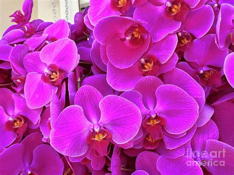 Magenta Orchids Pic 5 Photograph By Sofia Goldberg Fine Art America