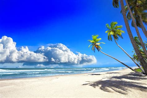 Tropical Sandy Beach With Coconut Trees Photograph By Apomares Fine