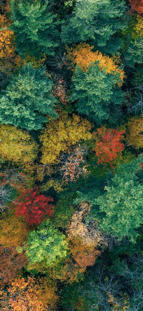 Iphone X Wallpaper Trees Aerial View Autumn Hd Iphone Wallpaper Fall
