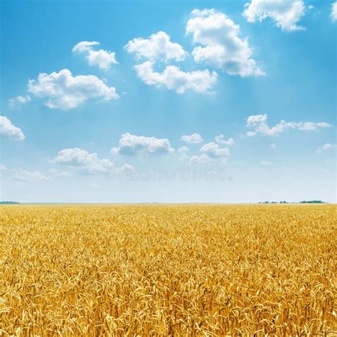 Golden Field And Blue Sky With Clouds Over It Stock Photo Image Of