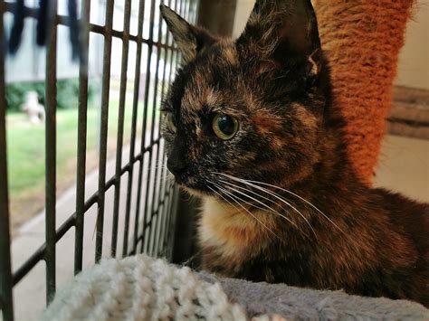New Home For Cat In Rspcas Worst Ever Case Of Animal Cruelty