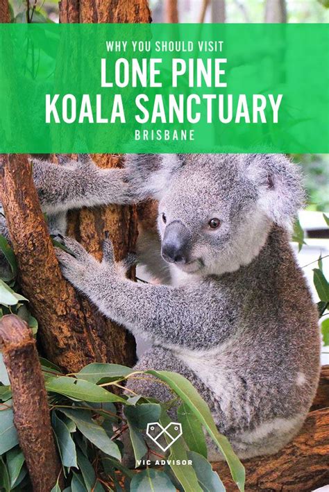 Visiting Brisbane Make Sure You Dont Miss The Lone Pine Koala