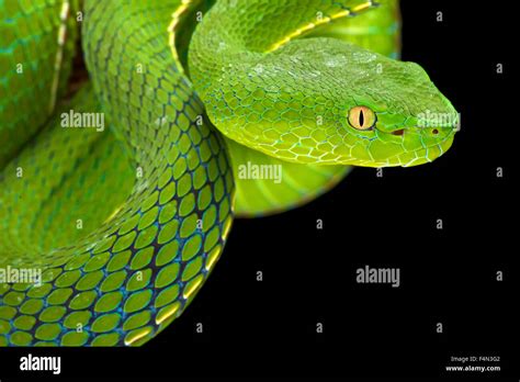 Green Pitviper Hi Res Stock Photography And Images Alamy