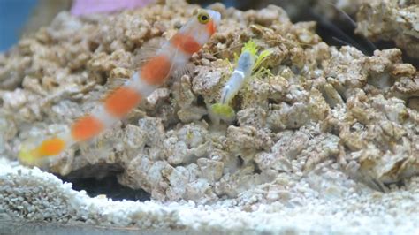 Suntail Goby And Yellow Pistol Shrimp Pair In Tank 20 8 13 YouTube