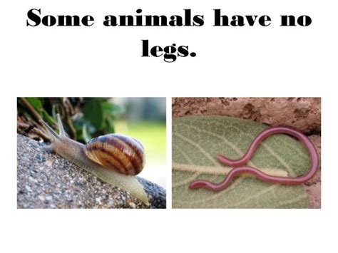 Animals unit complete