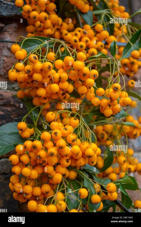 Orange Berries Garden Plant Hi Res Stock Photography And Images Alamy