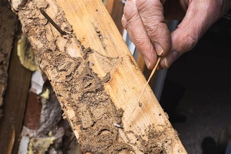 It is equally as important and as costly to the person who has to bear the burden of a deal that is lost. Pest Control Service and Termite Inspection in Tracy| Take ...