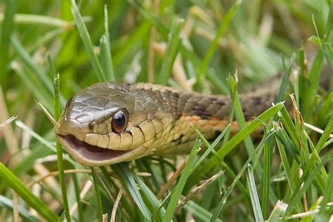 Looking for a good deal on animal snake eyes? NeuroDojo: Snake eyes