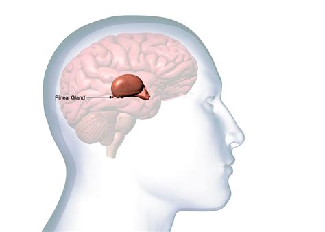 Common Roots of Poor Sleep - The School of Applied Functional Medicine