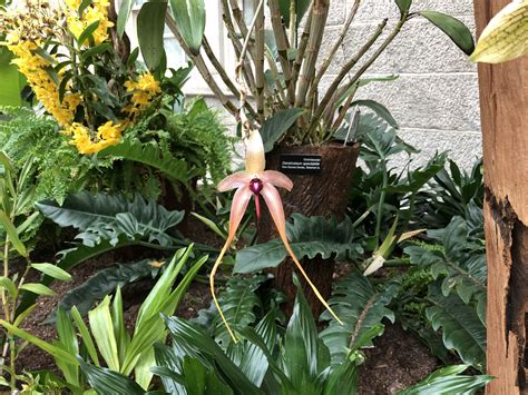 Smithsonian Orchid Exhibit 2019 Brooklyn Orchids