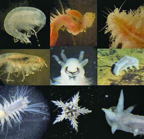 Ask A Biologist Plosable Are Plankton Ocean Super Stars Scitech