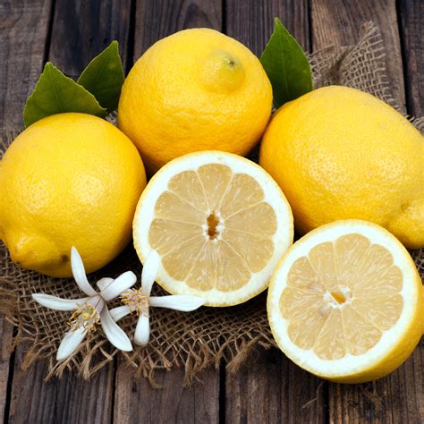 Improved Meyer Lemon Tree For Sale Online