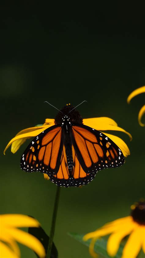 Download Wallpaper 2160x3840 Monarch Butterfly Flowers Macro Yellow