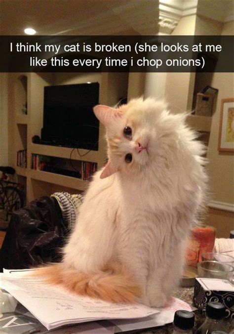 Funny Cat Pictures Captions Why Do Meaningful Captions On Cat
