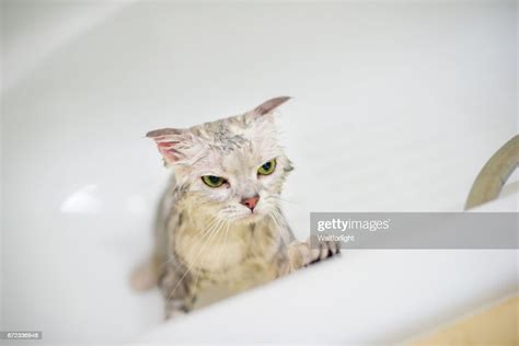 A Cat In Bathtub High Res Stock Photo Getty Images