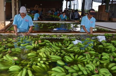 Cavendish banana © igor sheremetyev. SV food basket gone Cavendish bananas - BorneoPost Online ...