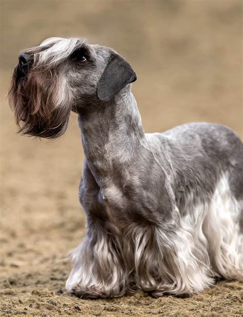 The Cesky Terrier Dog Breed