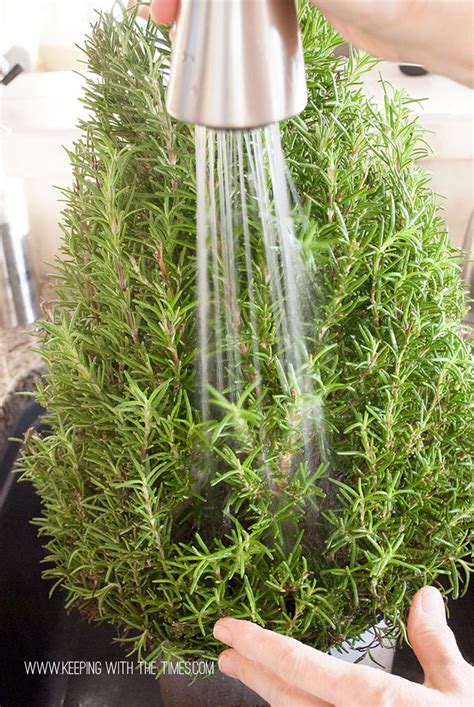 How To Care For A Fresh Rosemary Plant Rosemary Plant