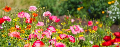 Flowers To Sow In March Garden Ideas And Advice
