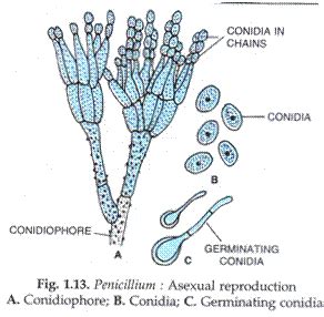 They have formed singly in pythiumor in chain penicillium. Asexual Reproduction: Types of Asexual Reproduction in ...