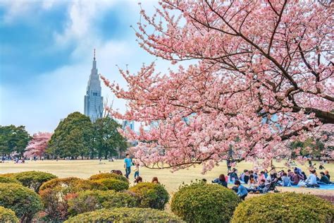 Japan Cherry Blossom Viewing In 2020 Best Dates And Places To See Sakura