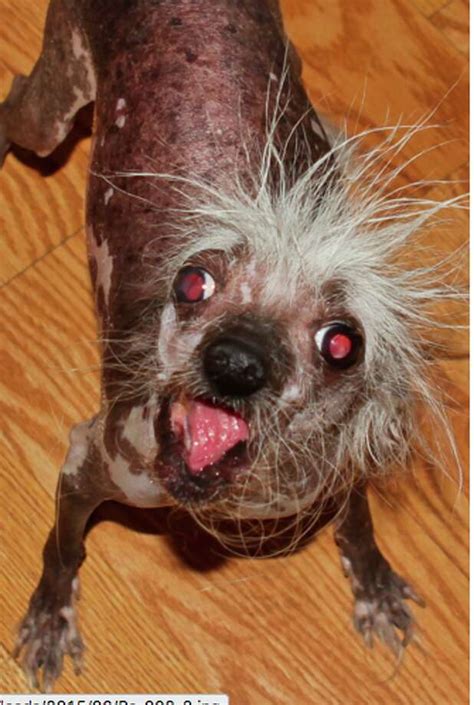 Meet The Adorably Ugly Pups Of The Worlds Ugliest Dog Competition Sfgate