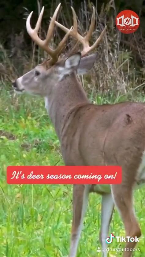 Buck Chasing Hot Doe Video Whitetail Deer Deer Hunting Blinds