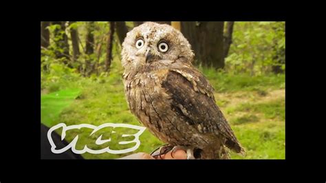 Cute Owls Youtube