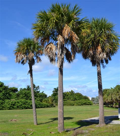 Cabbage Palmetto Palm Tree Sabal Palmetto Ubicaciondepersonascdmx