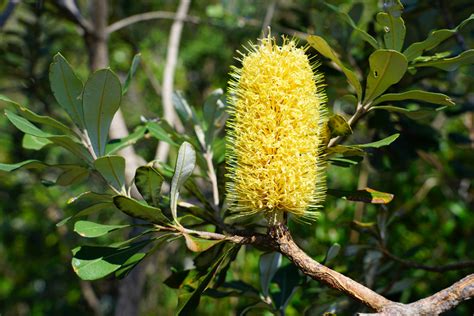 Coastal Banksia Tree Arbor Operations