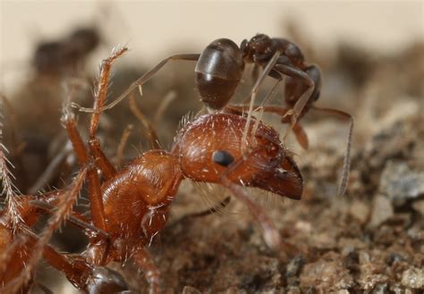 For Global Invasion Argentine Ants Use Chemical Weapons