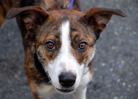 Does your corgi puppy need behavior correction? Manhattan, NY - Meet Shelby a Dog ready for Adoption ...